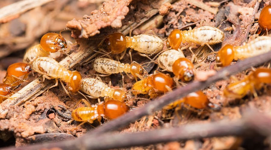 Common Termites in Australia
