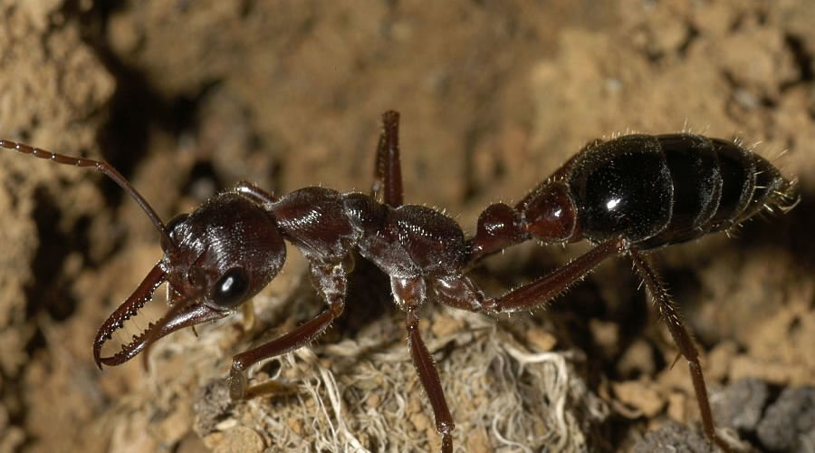 Common Types of Ant in Adelaide