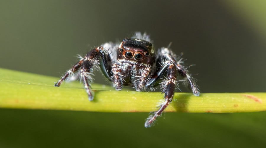 Australian Spider