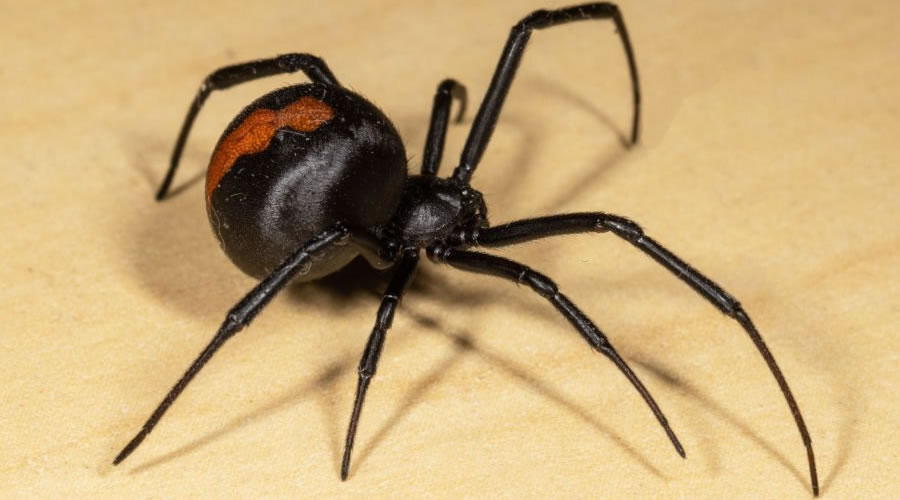 How to Control Australian Spiders