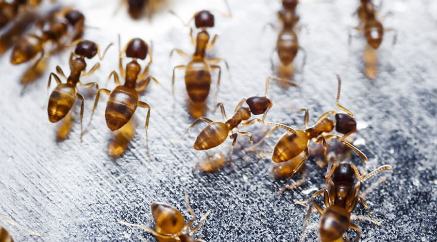 How to Control Ants in the Home