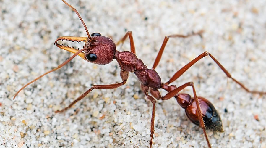 Ant Control Guide in Adelaide