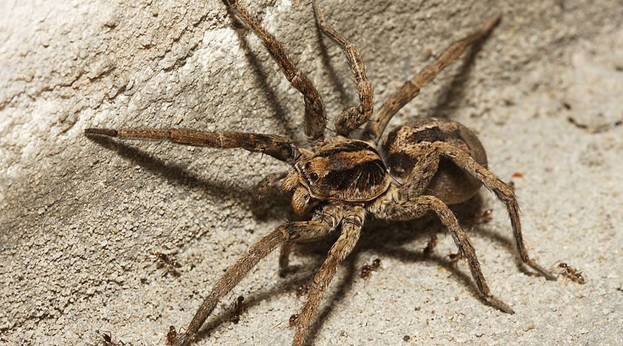 Most Deadly Spiders of Australia