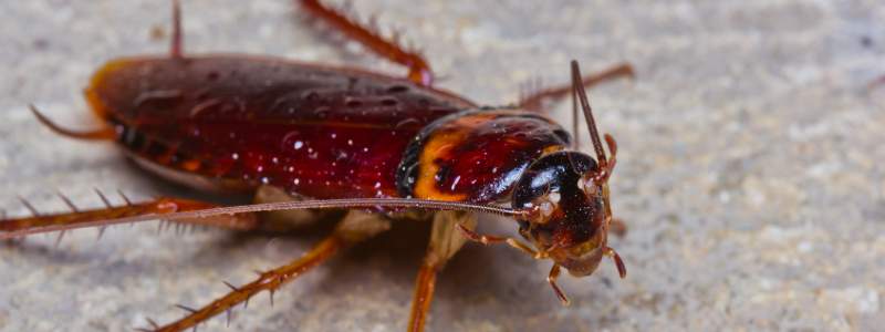 Cockroach Control Adelaide