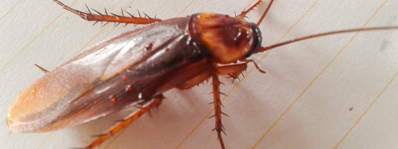 Adelaide's #1 Cockroach Extermination Services
