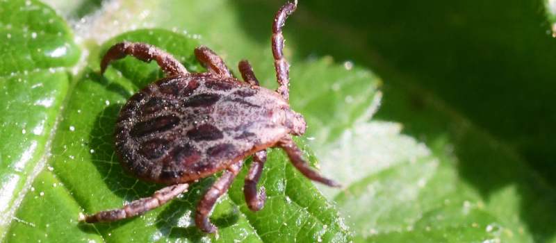 Tick Control Adelaide