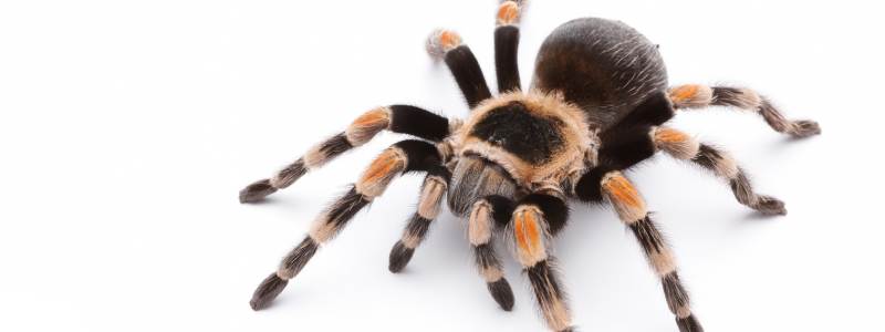 Spider Removal Services in Adelaide