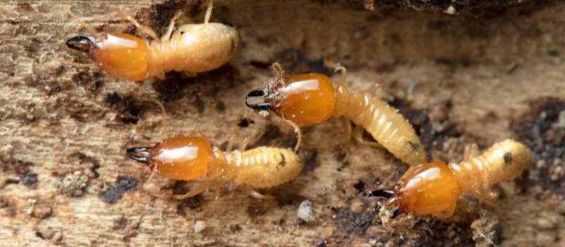 Effective White Ant Treatment Services