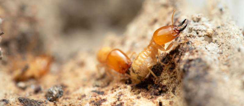 White Ants Control Adelaide