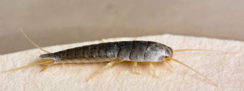 Silverfish Removal Adelaide