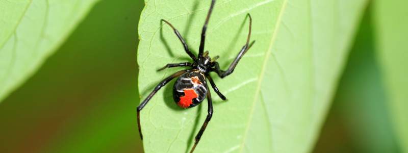 Spider Control Adelaide